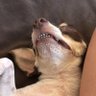 sgc's profile picture