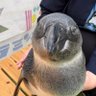 はぎの山茶花's profile picture