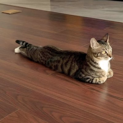 Prince J 🐈's profile picture