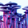 PsychedSoul 的头像