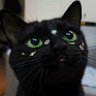 ur neighbor cat 的头像