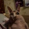 Bugsonar's profile picture
