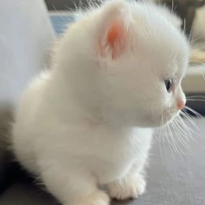 เส้นเล็กน้ำตก ( 🫶🐰)'s profile picture