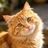 halleyneko's profile picture