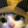 giuseppe zaltieri's profile picture