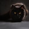 lazy Cat 的头像