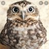 あいう profil fotoğrafı