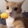 Ijul 🥑 profil fotoğrafı
