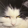 Principire77's profile picture