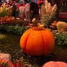 Profilbild von Mister Halloween
