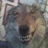 Lupus Zalupus's profile picture