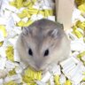 大将きなこ's profile picture