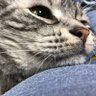 nsge's profile picture