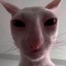 EL GATO ็ๅคดๅ