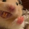 Фото профиля Hamsterrorist