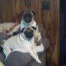 pugmomforlife profil fotoğrafı
