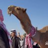 عاشق الشيعلان profil fotoğrafı