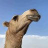 . profil fotoğrafı