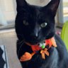 Profilbild von judgmental cat