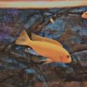 HAN 🪐☄️ profil fotoğrafı