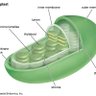 Chloroplast of Sillytwt's profile picture