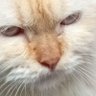 Finball profil fotoğrafı