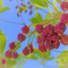 amuko 的头像