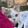 yang profil fotoğrafı