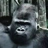 Фото профиля Un Chango
