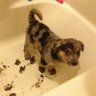⭐️mutt🪽 profil fotoğrafı