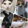 トラミちゃん 的头像