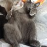 Profilbild von 猫大好きサブ