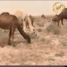 جاسم الخليج profil fotoğrafı