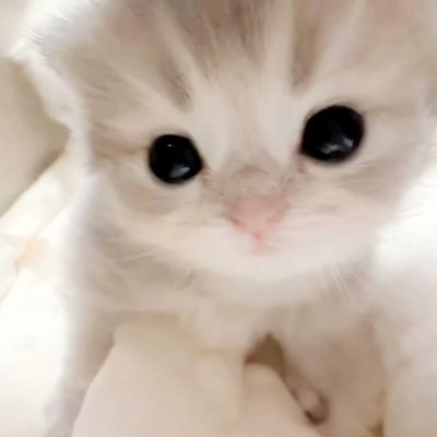Cat's profile picture