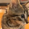 . profil fotoğrafı