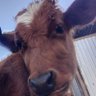 Wachira Bundi's profile picture