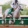 عساف 🏇 的头像