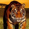 Фото профиля tiger