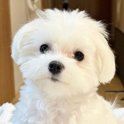 てんしちゃん🪽's profile picture