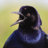 The Grackle's profile picture