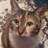🐈️🦦🍤しぢみ-ひらめ🍤🦦🐈️ 的头像