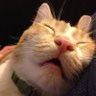 Bumble Bola's profile picture