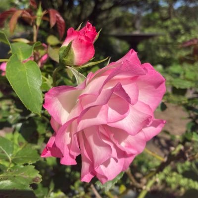 clearbluesky911's profile picture