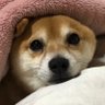 かつべー 的头像