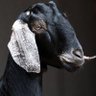 USA GOAT's profile picture