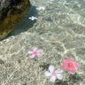 Mlida 的头像