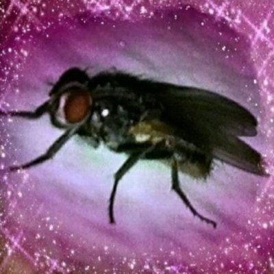 NuclearBanan's profile picture