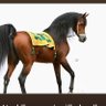 الخيل والبيداء 的头像