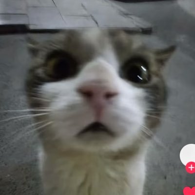 เบนซินนะ😾's profile picture