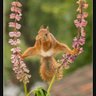 Arschhornchen profil fotoğrafı